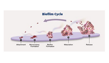 Load image into Gallery viewer, Ther-Biotic® InterFase®